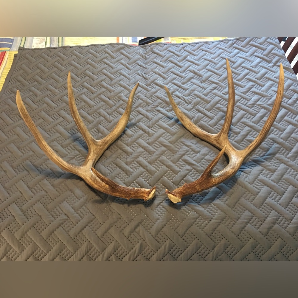 Whitetail Antlers